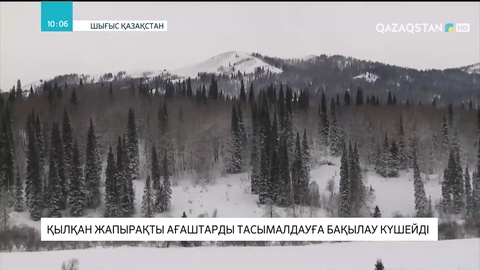 Шығыс Қазақстанда қылқан жапырақты ағаштарды тасымалдауға бақылау күшейді