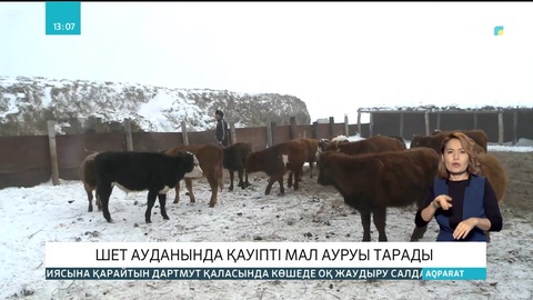 Қарағанды облысының Шет ауданында қауіпті мал ауруы тарады