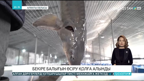 Алматы облысында бекіре балығын өсіру қолға алынды