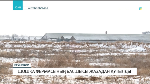 Ақтөбеде шошқа фермасының басшысы жазадан құтылды