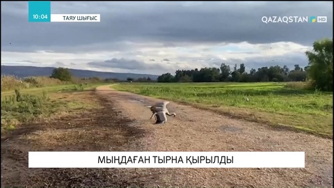 Израильде мыңдаған тырна қырылды