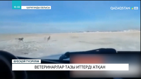 Қарағанды облысында ветеринарлар тазы иттерді атқан