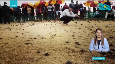 Амазон өзеніне 1 миллиондай тасбақа жіберілді