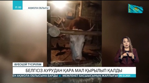 Ақмола облысында белгісіз аурудан қара мал қырылып қалды