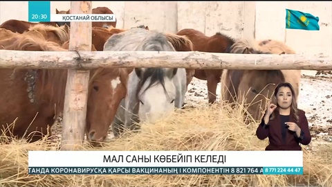 Қостанай облысында соңғы жылдары мал саны көбейді