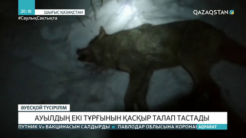 ШҚО-да 2 адамды қасқыр талады