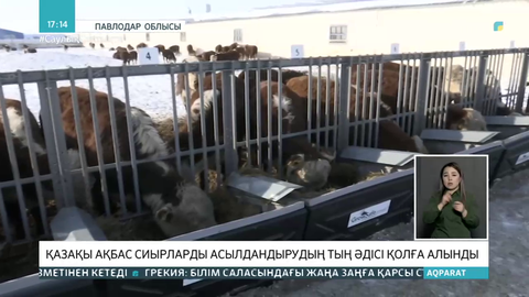 Павлодар облысында қазақтың ақбас сиырларын асылдандырудың тың әдісі қолға алынды