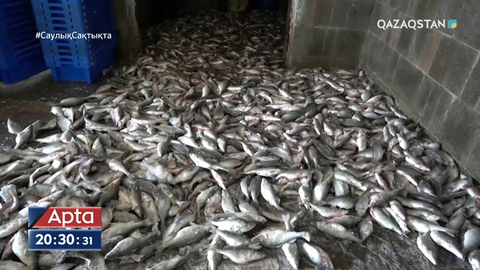 Елімізде балық қорын көбейтетін шаруашылық жоқтың қасы