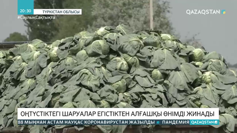 Түркістан облысындағы шаруалар қырыққабаттан алғашқы өнімді жинады