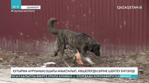Шымкентте құтырма ауруының ошағы анықталып, көшелердің біріне шектеу енгізілді