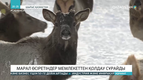 Марал өсіретіндер мемлекеттен қолдау сұрайды
