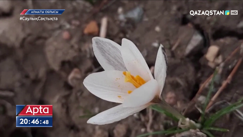 Мұқыры тауының бөктерінде бәйшешек гүлдеді
