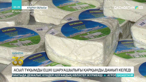 Атырауда асыл тұқымды ешкі шаруашылығы қарқынды дамып келеді