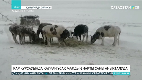Жаңақорған ауданында қар құрсауында қалған ұсақ малдың нақты саны анықталып жатыр