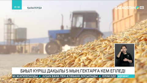 Қызылорда облысында биыл күріш дақылы 5 мың гектарға кем егіледі