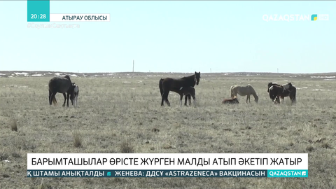 Атырау облысында барымташылар өрісте жүрген малды атып әкетіп жатыр