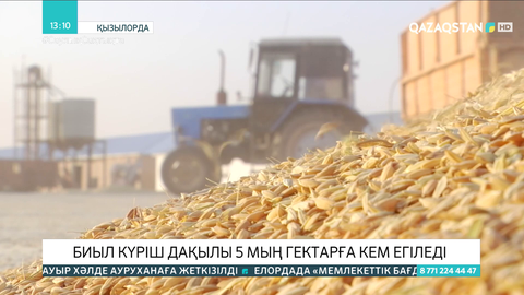 Қызылорда облысында биыл күріш алқабы 5 мың гектарға қысқартылады