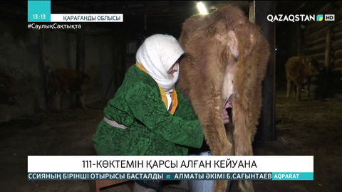 Әлі сиыр сауады: Қарағанды облысында 111 жасқа келген әжей тұрады