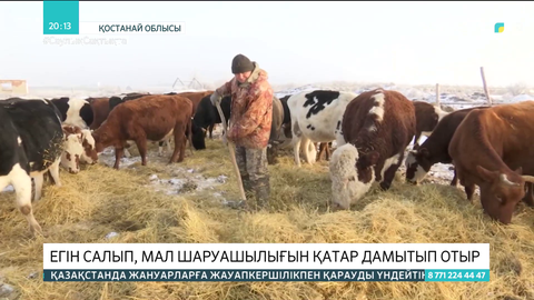 Қостанай облысында егін мен мал шаруашылығы қатар дамып отыр