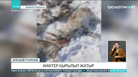 Ақмола облысында киіктер аштан қырылып жатыр