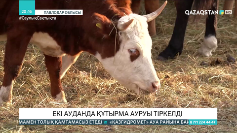 Павлодар облысындағы екі ауданда құтырма ауруы тіркелді