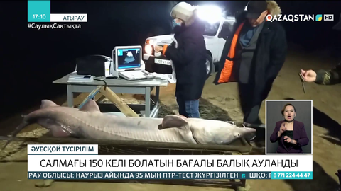 Жайықтан салмағы 150 келі тартатын алып балық ауланды