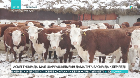 Асыл тұқымды мал шаруашылығын дамытуға басымдық беріледі