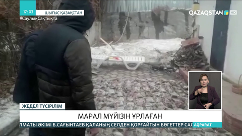 236 келі марал мүйізін ұрлаған ШҚО тұрғыны ұсталды