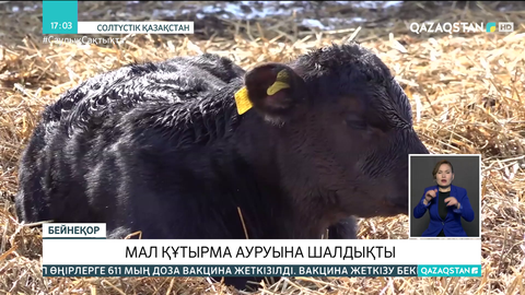 СҚО-да асыл тұқымды мал құтырма ауруына шалдықты