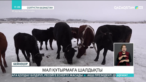 Солтүстік Қазақстанда тағы да құтырма ауруының ошағы тіркелді