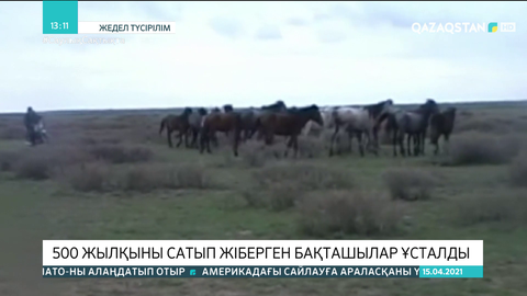 Қарағанды облысында 500 жылқыны сатып жіберген бақташылар ұсталды
