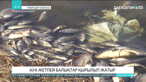 Павлодар облысындағы көлдерде балықтар қырылып жатыр