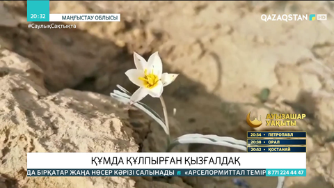 Маңғыстаудың құмды аймақтарында сирек кездесетін қызғалдақтар гүлдеді