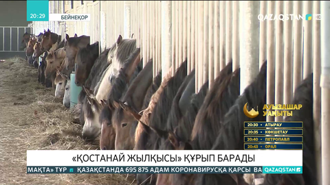 «Қостанай жылқысы» құрып барады