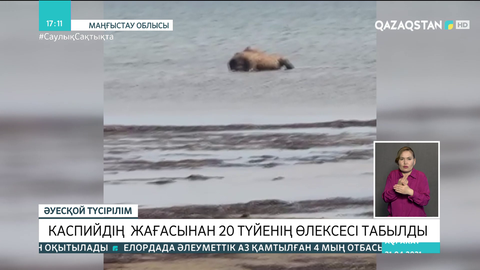 Каспийдің жағасынан 20 түйенің өлексесі табылды