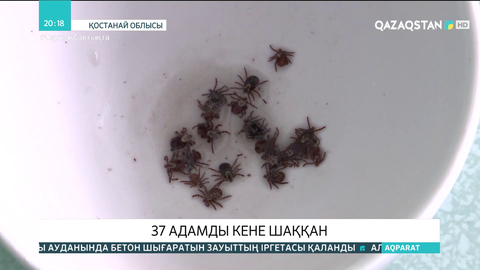 Қостанай облысында  37 адамды кене шаққан