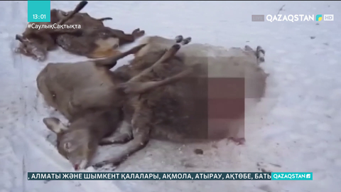 СҚО-дағы «Красный бор» қорығында жабайы аңдар қырылып жатыр