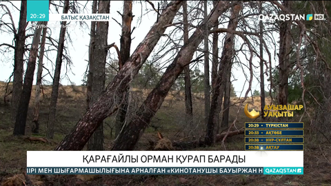БҚО-да қарағайлы орман қурап барады