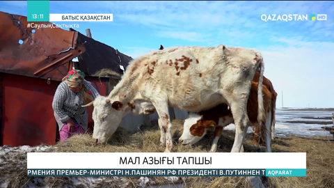 Батыс Қазақстанда мал азығы тапшы