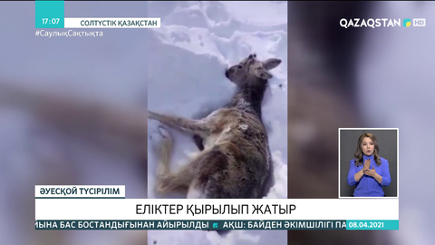 Солтүстік Қазақстанда еліктер қырылып жатыр
