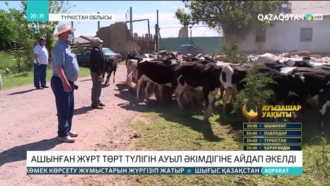 Түркістан облысында ашынған жұрт төрт түлігін ауыл әкімдігіне айдап әкелді