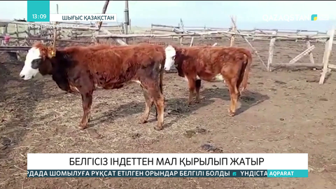 Шығыс Қазақстанда белгісіз індеттен мал қырылып жатыр
