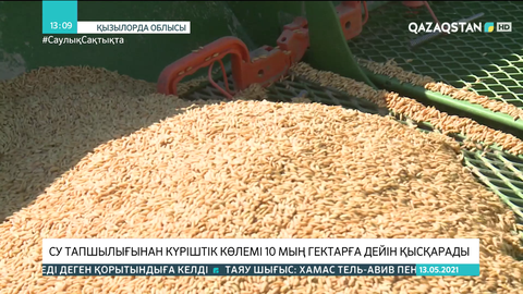 Сыр өңірінде су тапшылығынан күріштік көлемі 10 мың гектарға дейін қысқарады