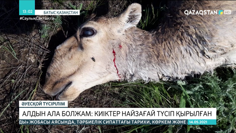 Алдын ала болжам: Киіктер найзағай түсіп қырылған
