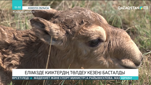 Елімізде киіктердің төлдеу кезеңі басталды