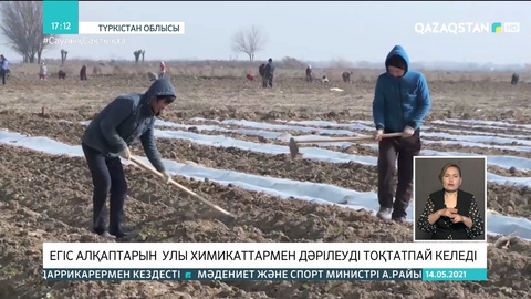 Түркістан облысы: Егіс алқаптарын улы химикаттармен дәрілеу тоқтамай келеді