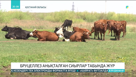 Қостанай облысында бруцеллез анықталған сиырлар табында жүр
