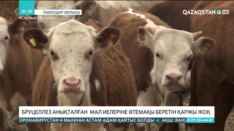 Бруцеллез анықталған  мал иелеріне өтемақы беретін қаржы жоқ