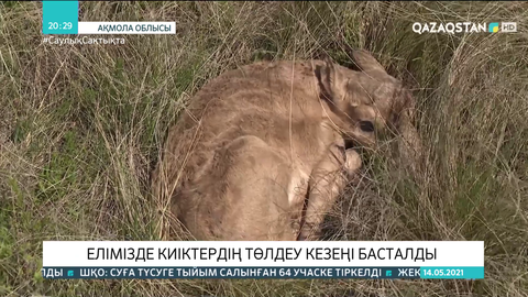 Дүниежүзіндегі бөкендердің 90 пайызы Қазақстанда мекендейді