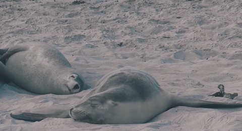 Әлем елдері сирек кездесетін жануарларды қалай қорғайды?